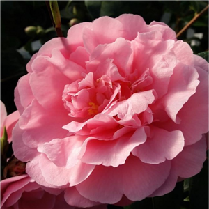 Camellia Williamsii 'E.g. Waterhouse'